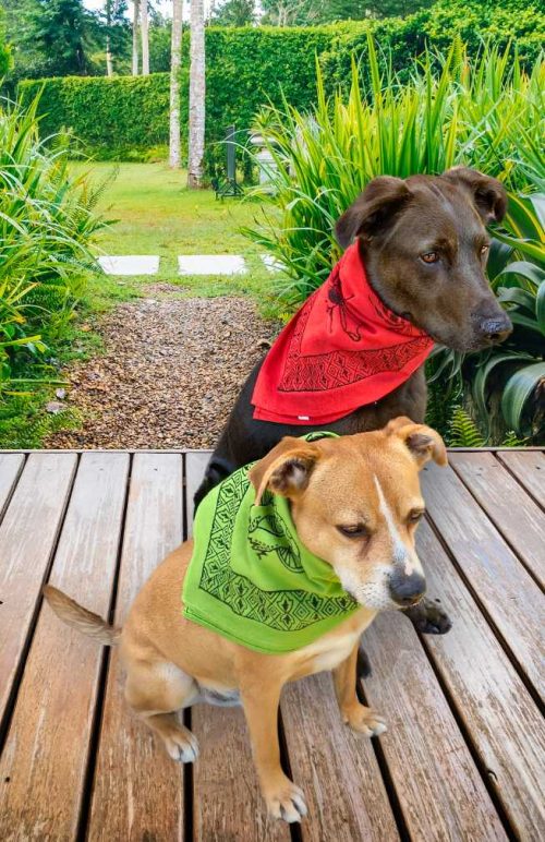 block print bandanas dog accessory fair trade Nepal